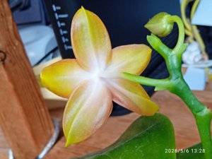 Phalaenopsis Smurfette's Story