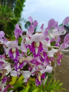 Dendrobium Munir Said Thalib