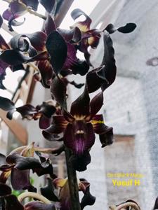 Dendrobium Black Magic