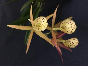 Brassocattleya Yellow Bird