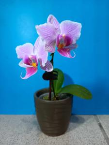 <i>Phalaenopsis</i> Chawan Hime