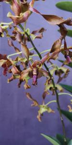 Dendrobium Curlytop