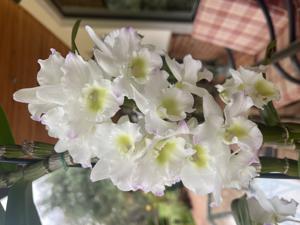 Dendrobium Spring Dream