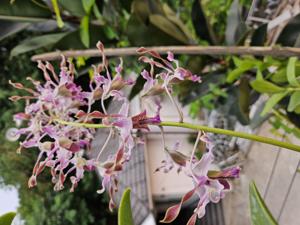 Dendrobium Tan Chye Siam