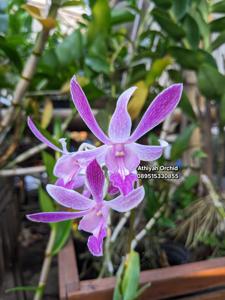 Dendrobium Tanglin