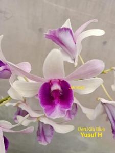 Dendrobium Kila Blue