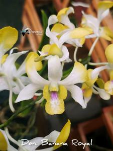 Dendrobium Banana Royal