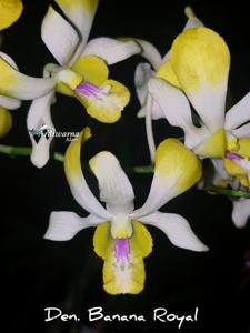 Dendrobium Banana Royal