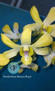 Dendrobium Banana Royal