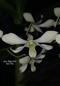 Dendrobium Baby Doll