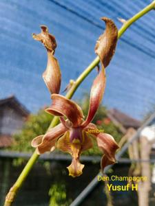 Dendrobium Champagne