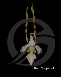 Dendrobium Chopsticks