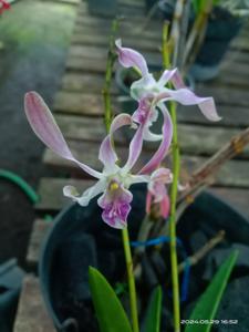 Dendrobium Gloucester Charm