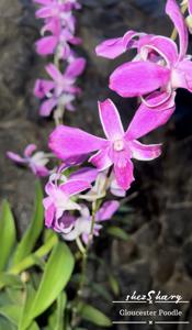 Dendrobium Gloucester Poodle