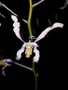 Dendrobium Kakela