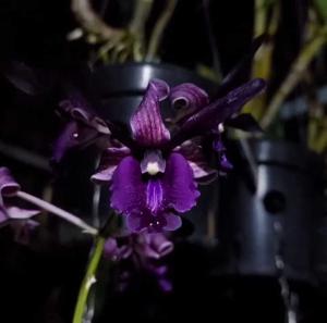 Dendrobium Lee Thoy Lin