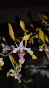 Dendrobium Maid of Gloucester