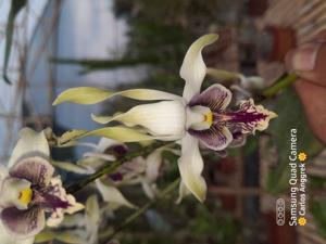 Dendrobium Morgenster