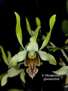 Dendrobium Morgenster