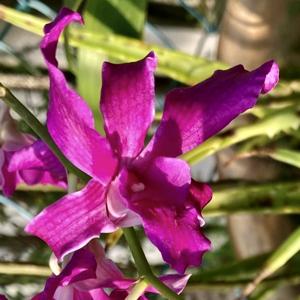 Dendrobium Pauline