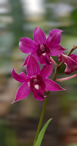 Dendrobium Petite Jewels