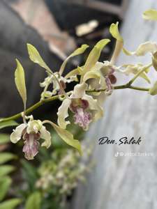Dendrobium Salak