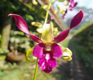 Dendrobium Carol Goo