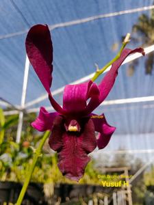 Dendrobium Bromo Beauty