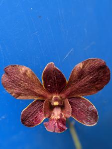 Dendrobium Margareth Tang