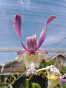 Dendrobium Sianne Velvet