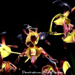 Dendrobium Black Spider