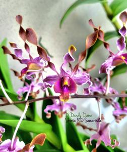 Dendrobium Dandy Dame