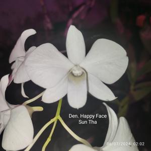 Dendrobium Happy Face