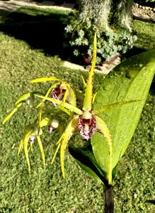 Dendrobium Hilda Poxon