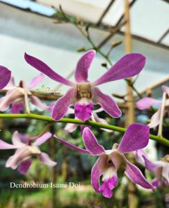 Dendrobium Isami Doi