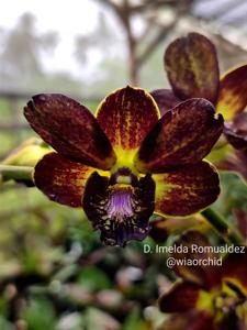 Dendrobium Imelda Romualdez