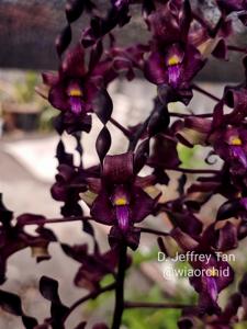 Dendrobium Jeffrey Tan