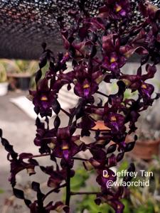 Dendrobium Jeffrey Tan