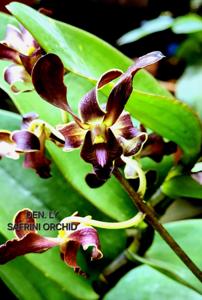 Dendrobium Ly