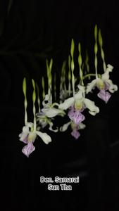 Dendrobium Samarai