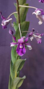 Dendrobium Aiea Beauty