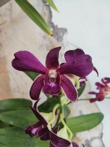 Dendrobium Kiyoshi Izumi