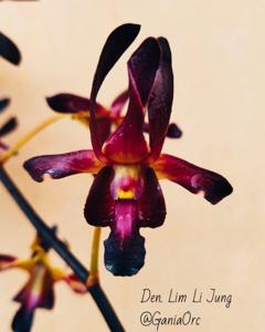 Dendrobium Lim Li Jung