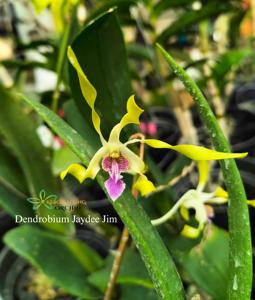 Dendrobium Jaydee Jim