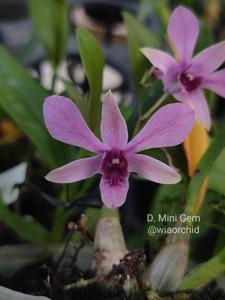 Dendrobium Mini Gem