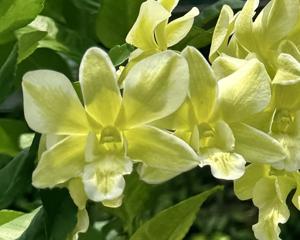 Dendrobium Burana Green