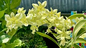 Dendrobium Burana Green