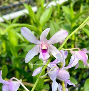 Dendrobium Chanel