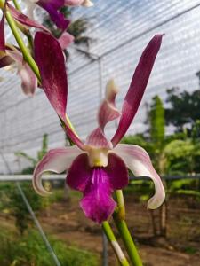 Dendrobium Kahlin Wee