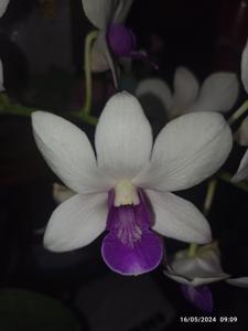 Dendrobium Burana Charming